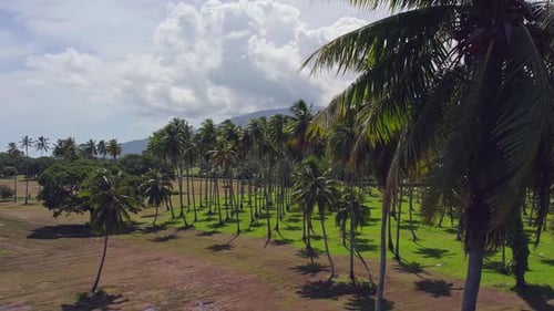 Lush Palm Trees Swaying in Paradise Aerial View