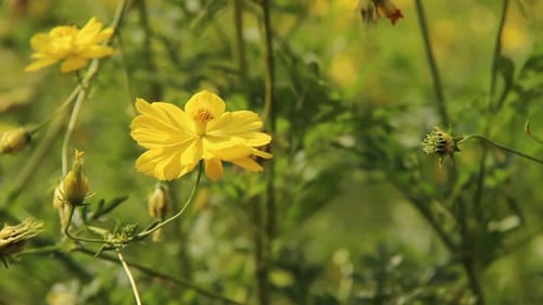 close up of cosmos caudatus or yellow ray flower in garden. annual plant in the genus Cosmos. wild f