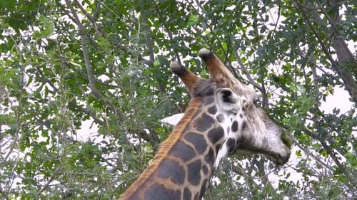 Die
majestätische Giraffe streckt den Hals aus, um sich in ihrem natürlichen Lebensraum von Akazienblättern zu ernähren. Filter für gesprenkeltes Sonnenlicht