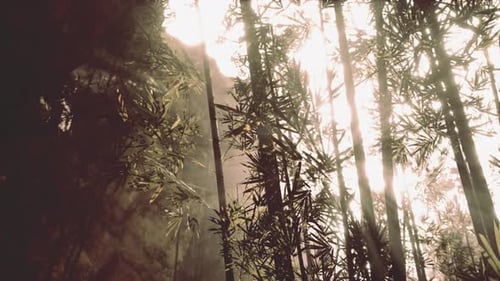 Bamboo Forest Showing Off Its Greenness