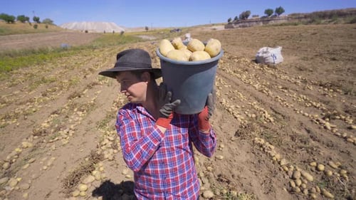 Potato Harvest. The farmer collects potatoes in the harvest field.