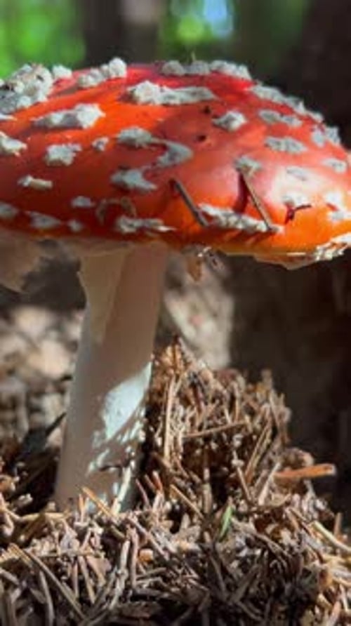 Fly Agaric or Fly Amanita Mushroom Muscimol Mushroom Wild Mushroom Growing in Forest Vertical Video