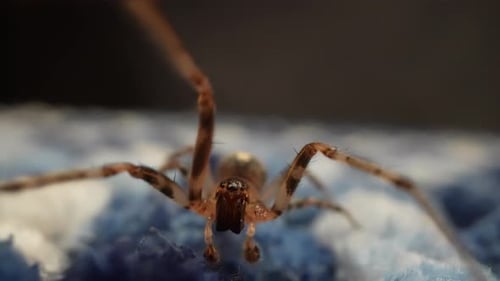 Closeup of Spider on Textured Surface Macro