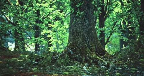 Tall Tree with Textured Bark Surrounded By Green Foliage in a Forest Setting