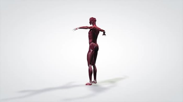Rotating 3D Human Muscular System Model, Backgrounds Motion Graphics ft ...