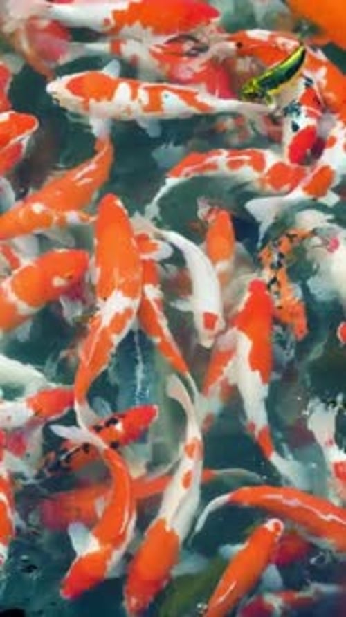 Vertical View Of Koi Fish