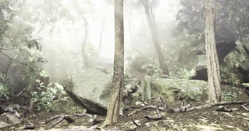 Misty Forest Landscape Featuring Trees and Rocks During Daytime