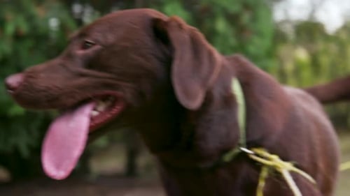Close Up - Happy Chocolate Retriever Dog