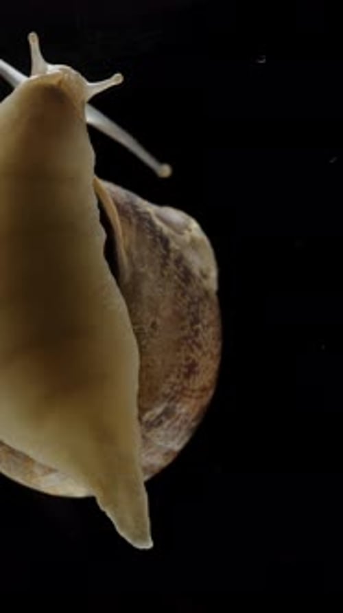 Vertikales Video. Makro, das zeigt, wie sich die Schnecke bewegt, Ansicht von unten auf schwarzem Hintergrund
.