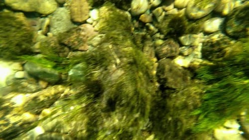Swim And Look At The Bottom Of A Transparent River