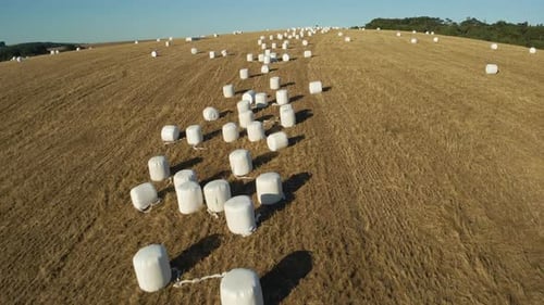 Silageballen, auch bekannt als Ballenballen auf einem Feld.