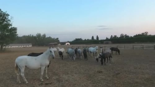 Survoler des chevaux dans un ranch