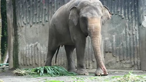 This is photo of Sumatran elephant (Elephas maximus sumatranus) in the Wildlife Park or Zoo.