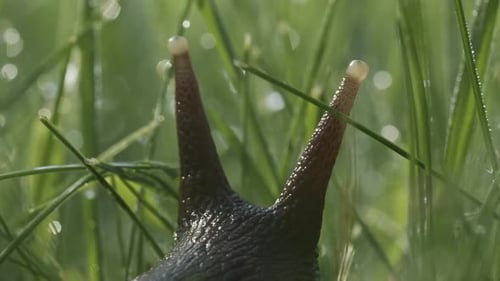 Große Schnecke im grünen Gras
