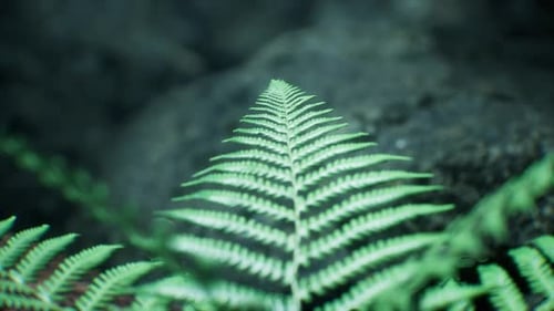 Mysterious Fog Envelops Lush Ferns In An Enchanting Forest Setting