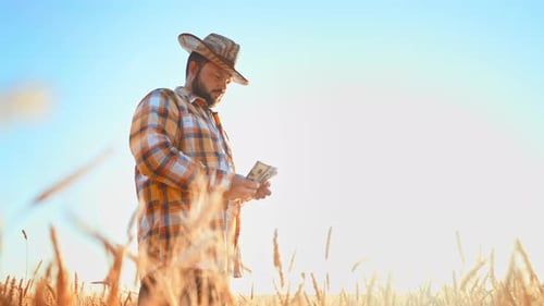 Happy Successful Farmer Walks Through Summer Wheat Field Holding Large Amount of Money in His Hands