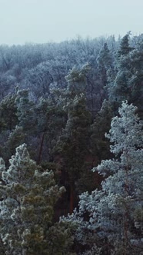 Amazing landscape of winter forest. View from above on white trees covered with snow.