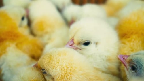 Close Up of Cute, Fluffy, Yellow Baby Chicks