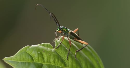 Peruvian Tiger Beetle perches on leaf, Tambopata National Reserve. Close up.