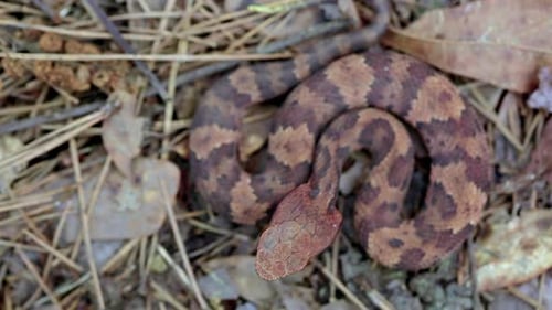 Snake Coiled on Forest Floor