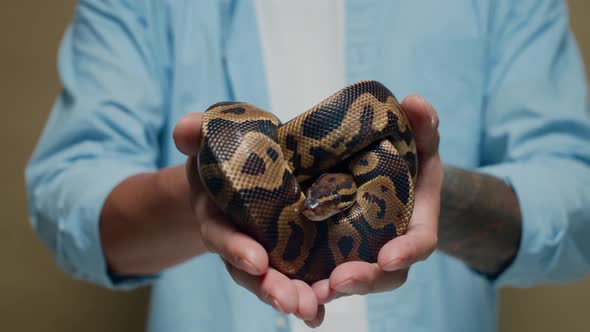 Ball Python Lying Twisted in Human Hands Isolated, Lifestyle Stock ...