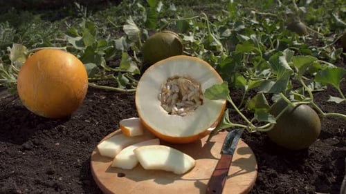 Récolte de melons. Nature morte.