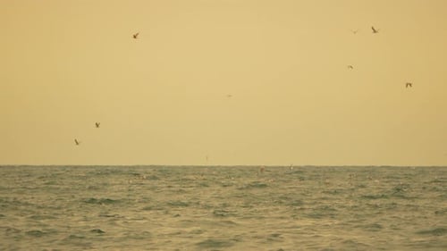 Birds Ocean Flying Numerous Seagulls Soar Across the Vast Calm Horizon at Golden Hour a Tranquil