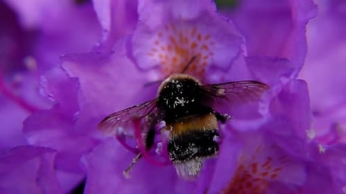 Bumblebee Pollinating And Then Leaving Purple Rhododendron. - close up shot