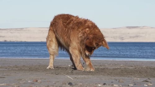 Dog in the beach playing with rock and digging on the sand on a sunny day, blue sea and cliff's on t