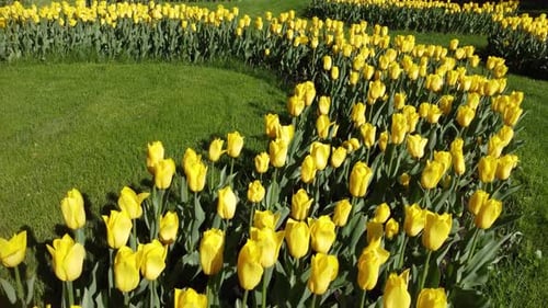 Yellow tulips blooming flowerbed with greenery