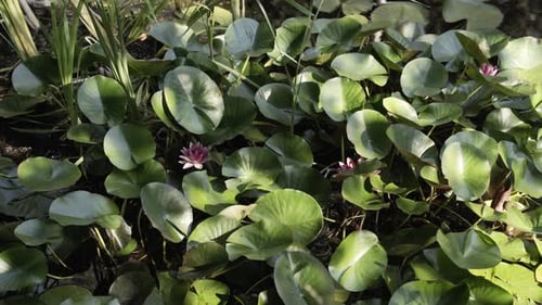 Blooming buds of lotus flower on water surface, motion view