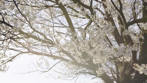 Beautiful Blooming of Decorative White Apple and Fruit Trees Over Bright Blue Sky in Colorful Vivid