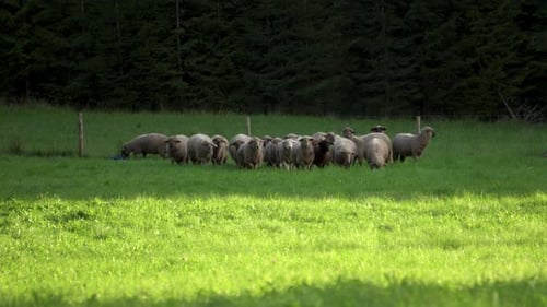 Small herd of livestock sheep grazing on a green field and eating lush grass