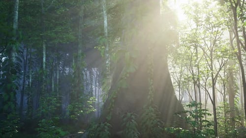 Tropical Jungle of Seychelles Island