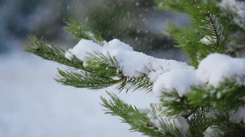 Green Pine Twigs Covered White Fluffy Snow Close Up. Snowbound Spruce Branch