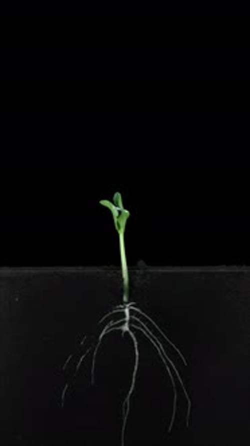 Courgette seed germinating and growing in rhizobox with ALPHA channel, vertical orientation