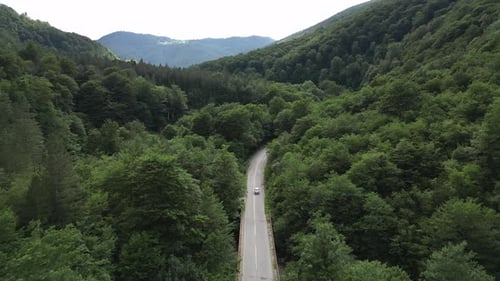 A Car Drives Along a Forest Road Green Trees Grow Densely on the Sides Aerial View