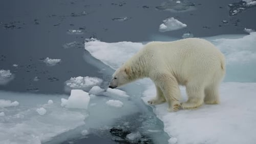 Polar Bear on Broken Sea Ice Viewed From Above As It Navigates a Melting Frozen Seascape Conveying