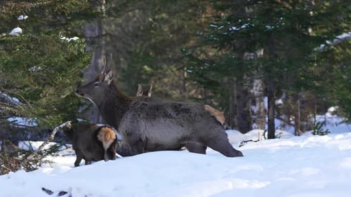 Deer Grazing in Snowy Forest on Winter Day