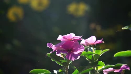 Close Up of Vibrant Pink Flowers in Sunlight