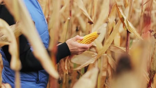 Side View of Person in Jacket Holding Ear of Corn in Hands