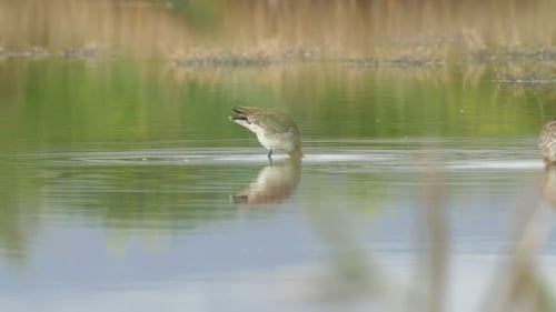 Black tailed godwit preening in pool