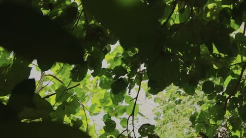 Sunlight passing through the leaves