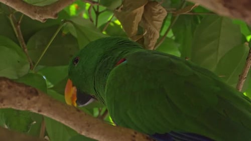 Closeup Of Eclectus Parrot With Green Plumage. Eclectus Roratus In Queensland, Australia.