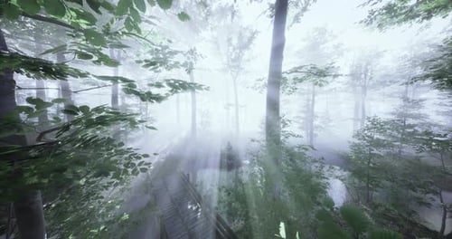 Serenity Among the Trees in a Peaceful Foggy Forest During Dawn