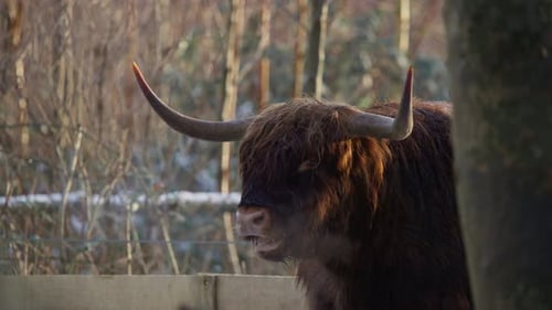 Majestic Highland Cow Stares in Rural Setting