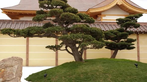 A Coniferous Tree in a Japanese Garden View of the Spring Japanese Garden