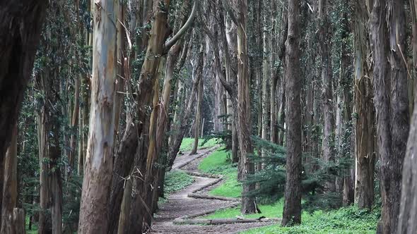 Andy Goldsworthy's Wood Line in San Francisco, Zoomed Shot. USA ...