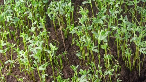 Time Lapse of Growth Lens Culinaris Beans Plants