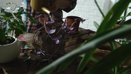Adult Woman Watering Potted Plants on Wooden Table